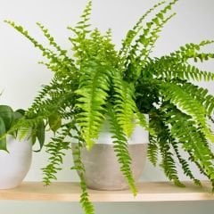 Aşk Merdiveni - Fujer Çiçeği - Nephrolepis exaltata  Askılı Saksıda