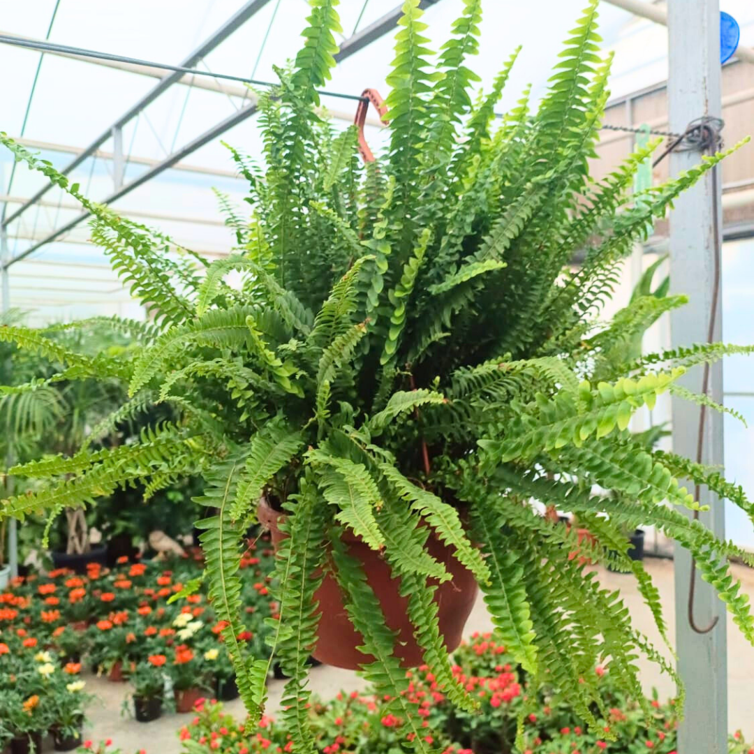 Aşk Merdiveni - Fujer Çiçeği - Nephrolepis exaltata  Askılı Saksıda