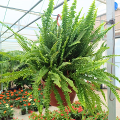 Aşk Merdiveni - Fujer Çiçeği - Nephrolepis exaltata  Askılı Saksıda