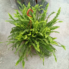 Aşk Merdiveni - Fujer Çiçeği - Nephrolepis exaltata  Askılı Saksıda