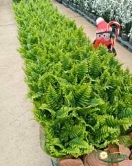 Aşk Merdiveni - Fujer Çiçeği - Nephrolepis exaltata  20 lik  Saksıda