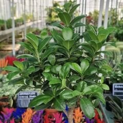 Ficus Baston Bonsai - Ficus retusa