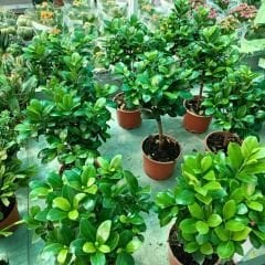 Ficus Baston Bonsai - Ficus retusa