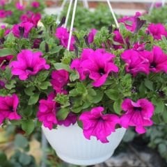 Pembe Kısa Petunya Tohumu -Petunia Multiflora Fire