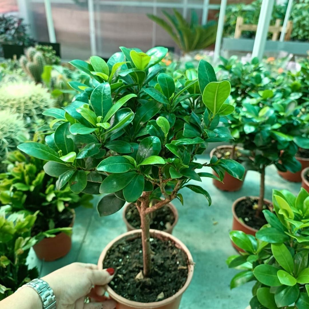 Ficus Baston Bonsai - Ficus retusa