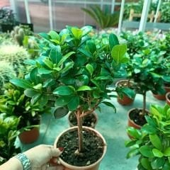 Ficus Baston Bonsai - Ficus retusa