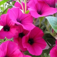 Pembe Kısa Petunya Tohumu -Petunia Multiflora Fire