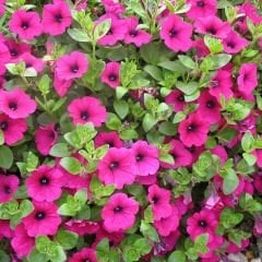 Pembe Kısa Petunya Tohumu -Petunia Multiflora Fire