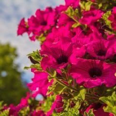 Pembe Kısa Petunya Tohumu -Petunia Multiflora Fire