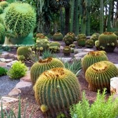 Altın Fıçı Kaktüs - Echinocactus grusonii