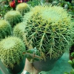 Altın Fıçı Kaktüs - Echinocactus grusonii