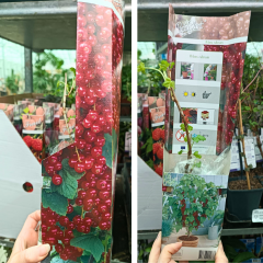 Frenk Üzümü Fidanı - Ribes Rubrum 10 cm Potta İthal