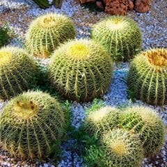 Altın Fıçı Kaktüs - Echinocactus grusonii