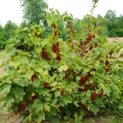 Frenk Üzümü Fidanı - Ribes Rubrum 10 cm Potta İthal