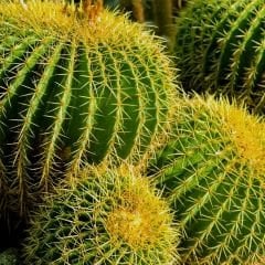 Altın Fıçı Kaktüs - Echinocactus grusonii