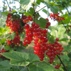 Frenk Üzümü Fidanı - Ribes Rubrum 10 cm Potta İthal
