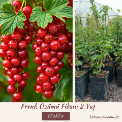Frenk Üzümü Fidanı - Ribes Rubrum 2 yaş