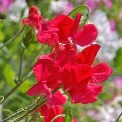 Kırmızı Nazende Itırşahi Sarmaşık Tohumu - Lathyrus Odoratus – Kokulu Bezelye Çiçeği