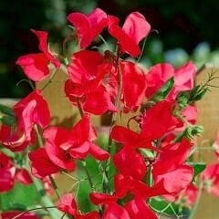 Kırmızı Nazende Itırşahi Sarmaşık Tohumu - Lathyrus Odoratus – Kokulu Bezelye Çiçeği