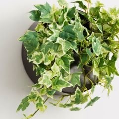 Hedere - Kaya Sarmaşığı Sarkıcı Saksıda - Hedera Helix