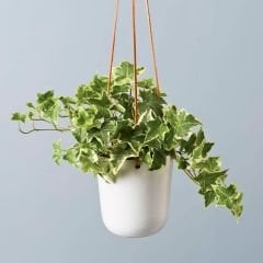 Hedere - Kaya Sarmaşığı Sarkıcı Saksıda - Hedera Helix