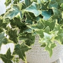 Hedere - Kaya Sarmaşığı Sarkıcı Saksıda - Hedera Helix