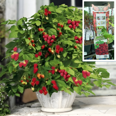 Frambuaz Fidanı - Rubus Idaeus 'Autumn Bliss' 10 cm Potta İthal
