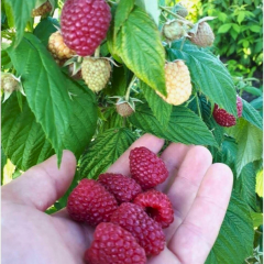 Frambuaz Fidanı - Rubus Idaeus 'Autumn Bliss' 10 cm Potta İthal