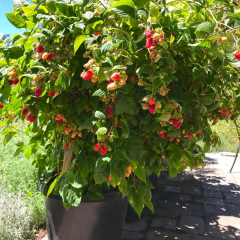 Frambuaz Fidanı - Rubus Idaeus 'Autumn Bliss' 10 cm Potta İthal