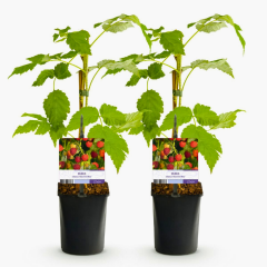 Frambuaz Fidanı - Rubus Idaeus 'Autumn Bliss' 10 cm Potta İthal