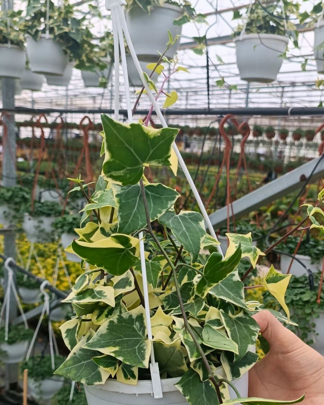 Hedere - Kaya Sarmaşığı Sarkıcı Saksıda - Hedera Helix