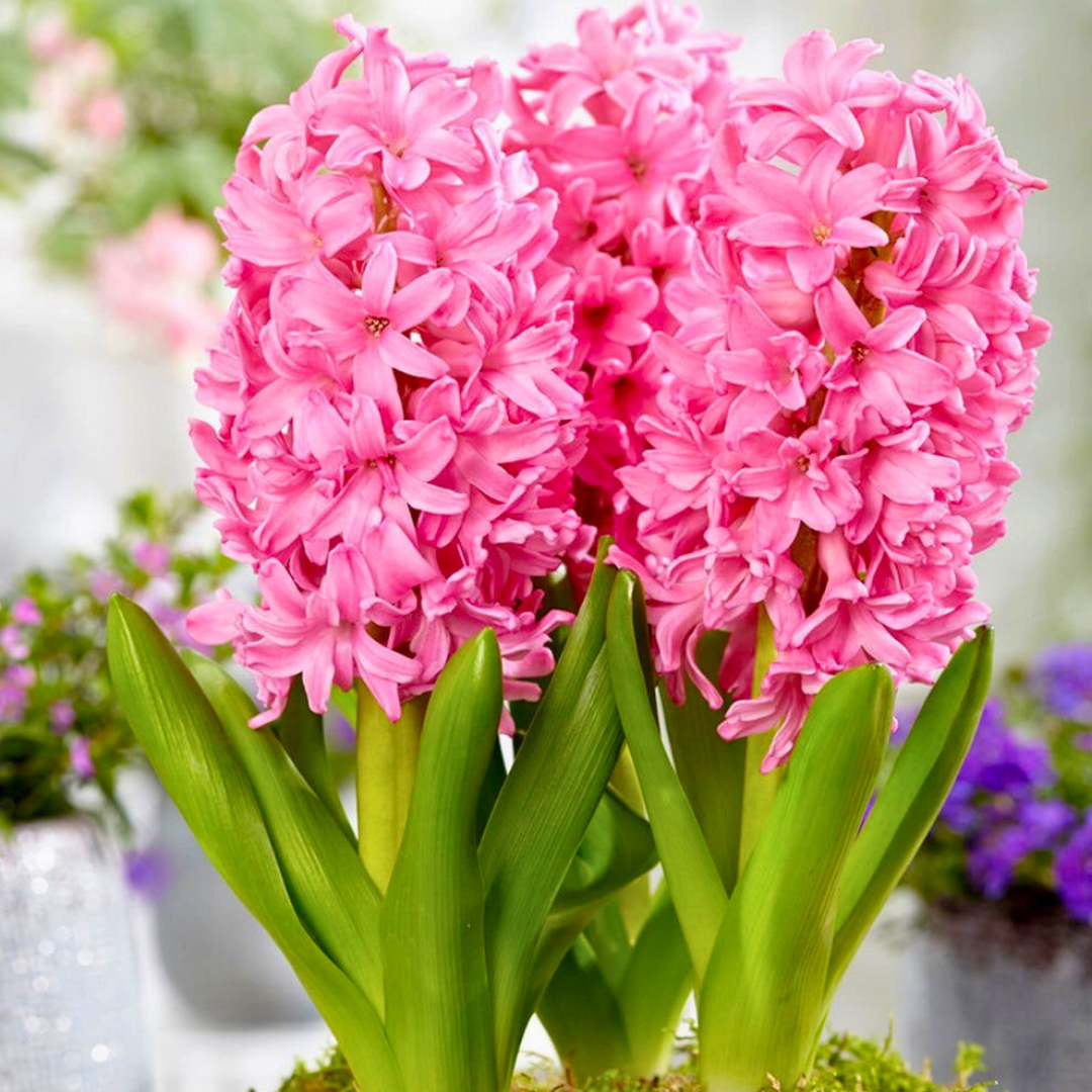 PINK PEARL SÜMBÜL SOĞANI - Hyacinthus