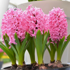 PINK PEARL SÜMBÜL SOĞANI - Hyacinthus