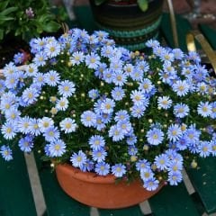 Brachyscome  - Sarkıcı papatya - Mavi