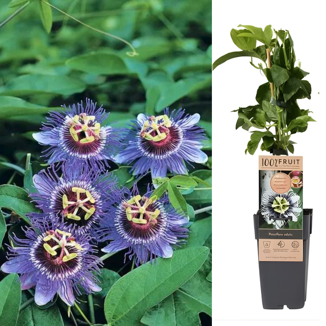 Passiflora 'Purple Rain' - Çarkıflek Pasiflora 10 cm Pot Saksıda