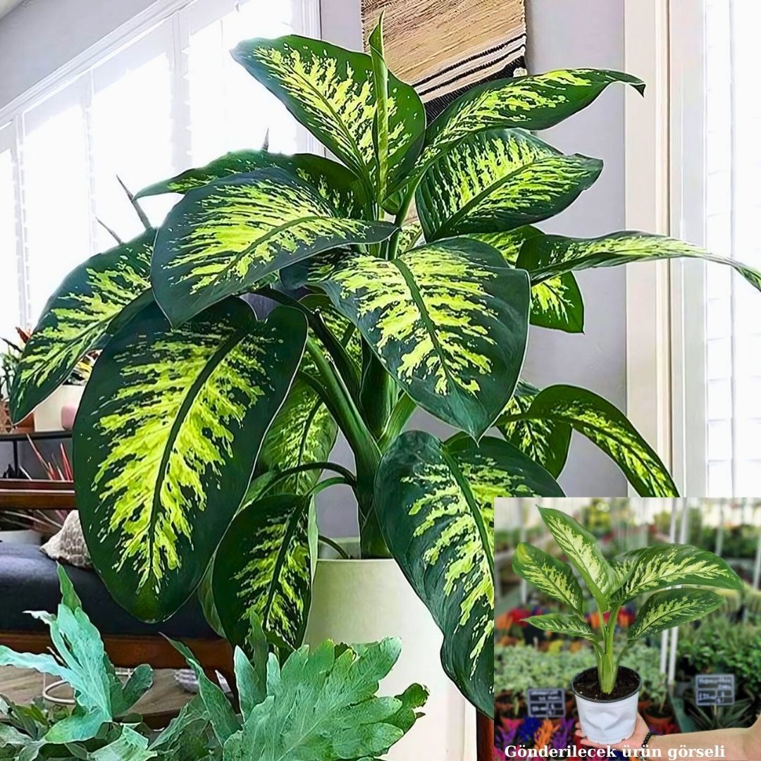 Ağlayan Çiçek - Dieffenbachia  Çiçeği - Dieffenbachia Tropic Snow