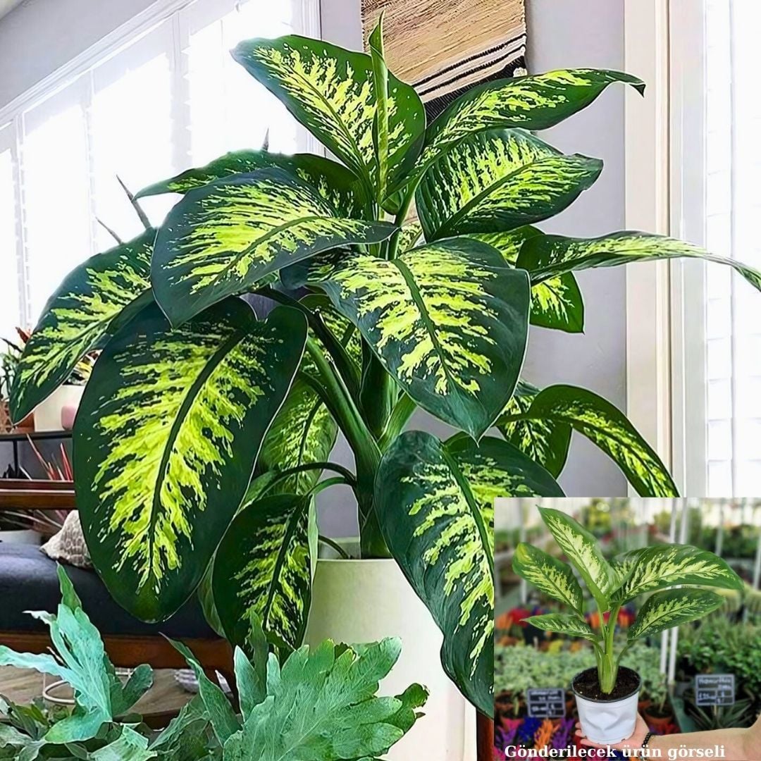 Ağlayan Çiçek - Dieffenbachia  Çiçeği - Dieffenbachia Tropic Snow