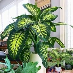 Ağlayan Çiçek - Dieffenbachia  Çiçeği - Dieffenbachia Tropic Snow