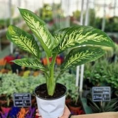 Ağlayan Çiçek - Dieffenbachia  Çiçeği - Dieffenbachia Tropic Snow