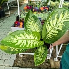 Ağlayan Çiçek - Dieffenbachia  Çiçeği - Dieffenbachia Tropic Snow