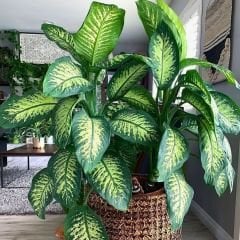 Ağlayan Çiçek - Dieffenbachia  Çiçeği - Dieffenbachia Tropic Snow