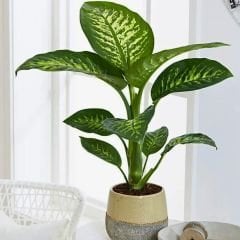 Ağlayan Çiçek - Dieffenbachia  Çiçeği - Dieffenbachia Tropic Snow