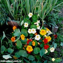 Latin Çiçeği Tohumu Kırmızı - Tropaeolum Majus