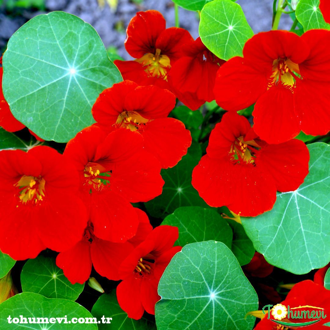 Latin Çiçeği Tohumu Kırmızı - Tropaeolum Majus