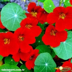 Latin Çiçeği Tohumu Kırmızı - Tropaeolum Majus
