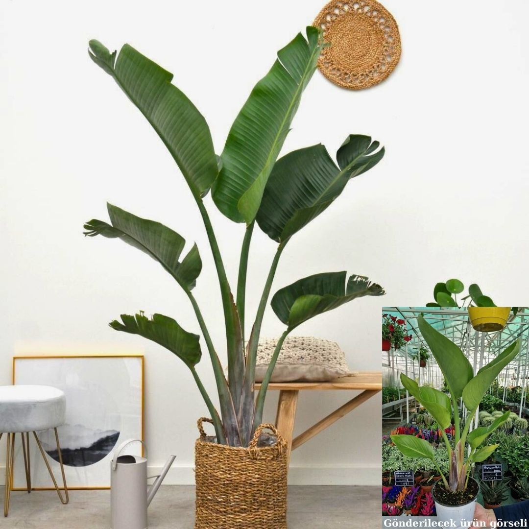 Strelitzia nicolai - Starliçe - Dev Cüce Muz - Cennet Kuşu