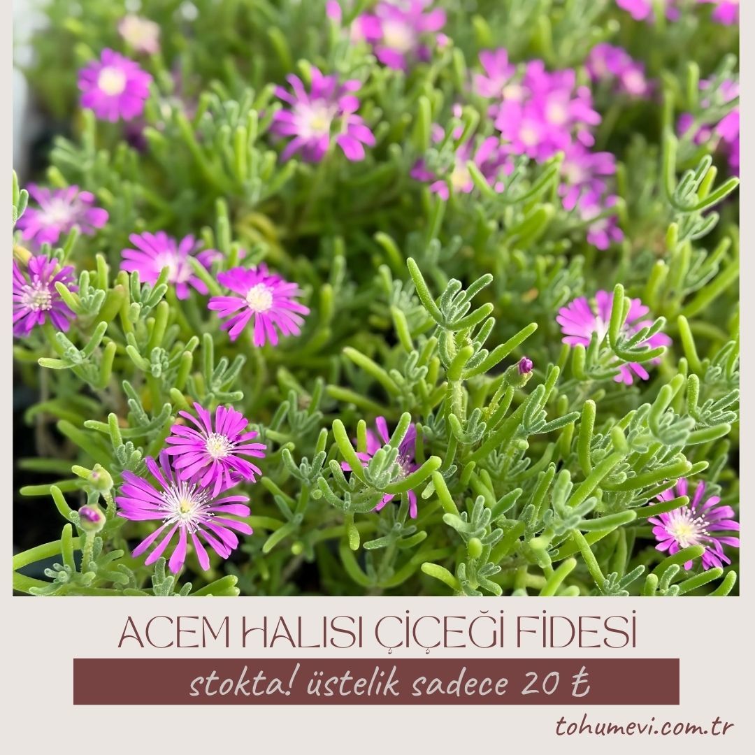 ﻿Acem halısı Fidesi - Drosanthemum floribundum