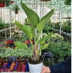 Strelitzia nicolai - Starliçe - Dev Cüce Muz - Cennet Kuşu