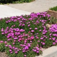﻿Acem halısı Fidesi - Drosanthemum floribundum