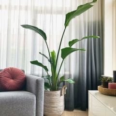 Strelitzia nicolai - Starliçe - Dev Cüce Muz - Cennet Kuşu